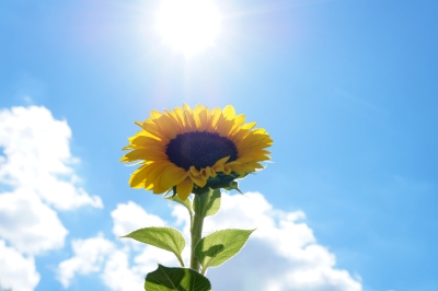 Test wasserzeichen_1